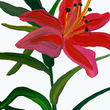 Load image into Gallery viewer, Mountain Lily 1