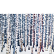 Load image into Gallery viewer, Winter Aspens 1