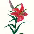 Load image into Gallery viewer, Mountain Lily 2