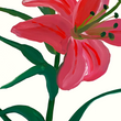 Load image into Gallery viewer, Mountain Lily 2