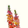 Load image into Gallery viewer, Imaginative Wildflowers