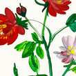 Load image into Gallery viewer, Mountain Roses