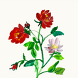 Load image into Gallery viewer, Mountain Roses