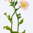 Load image into Gallery viewer, Mountain Daisies