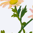 Load image into Gallery viewer, Mountain Daisies