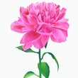 Load image into Gallery viewer, Fuchsia Peony