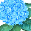 Load image into Gallery viewer, Hydrangea