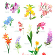 Load image into Gallery viewer, Lake Tahoe Wildflowers