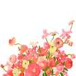Load image into Gallery viewer, Peachy