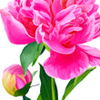 Load image into Gallery viewer, Peony Blossom