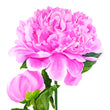 Load image into Gallery viewer, Peony
