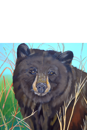 Tahoe Bear