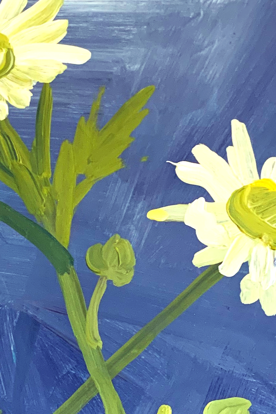 Mountain Daisies on Blue