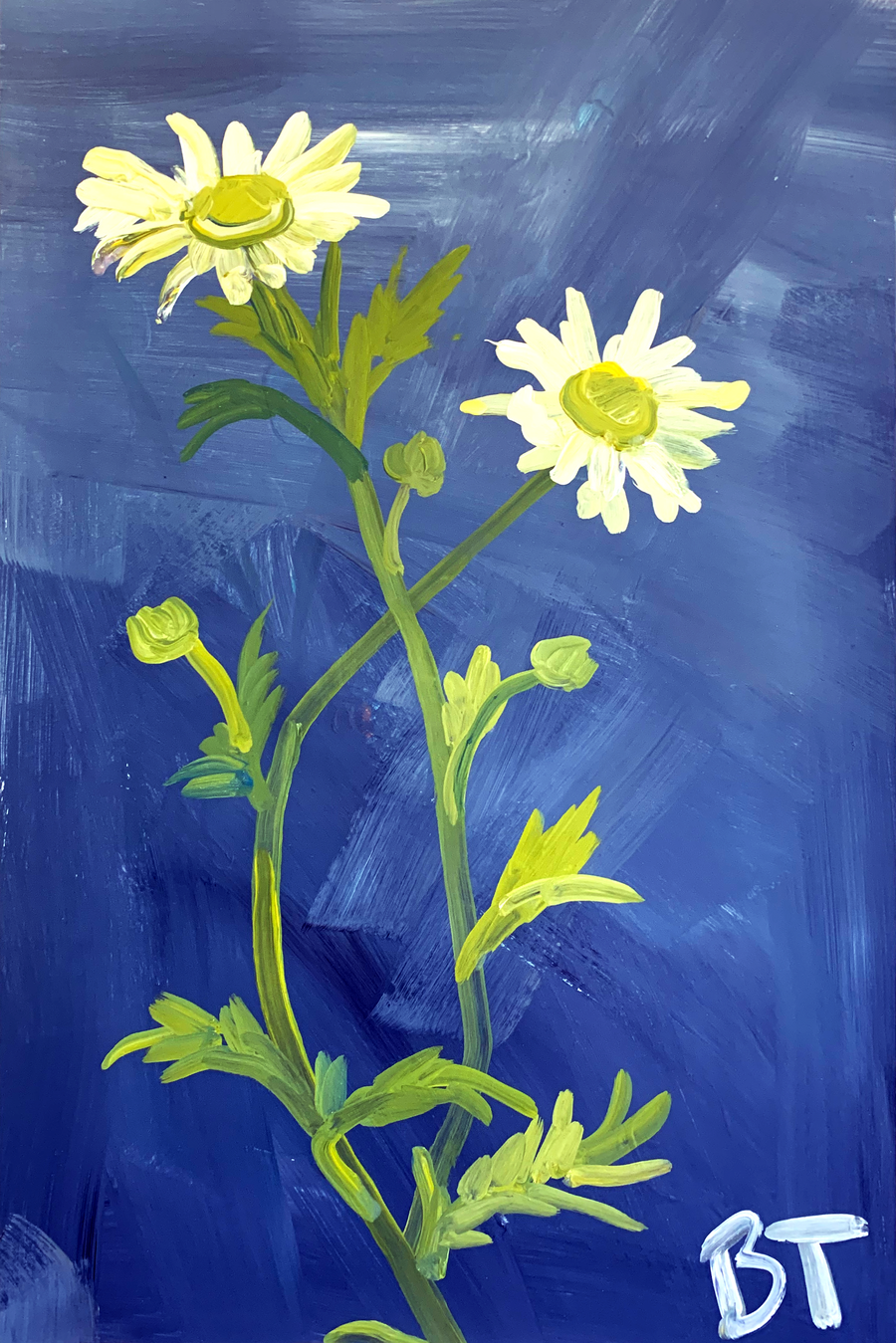 Mountain Daisies on Blue