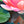Load image into Gallery viewer, Lotus
