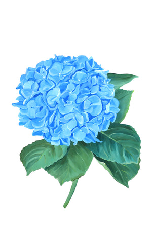 Hydrangea