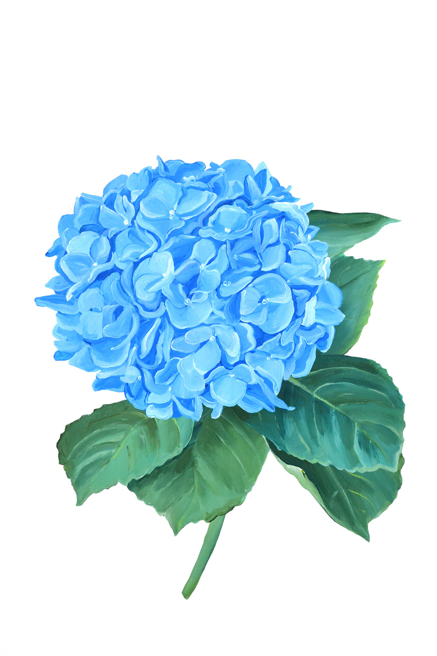 Hydrangea