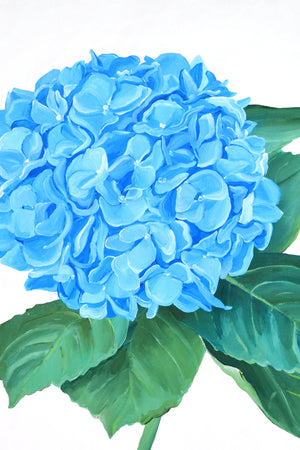 Hydrangea